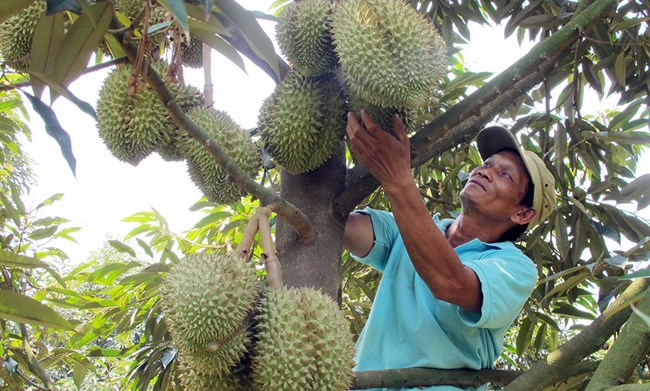 Bùng nổ sầu riêng ở Tây Nguyên: Biết người biết ta trong cuộc cạnh tranh lớn (14/05/2023)